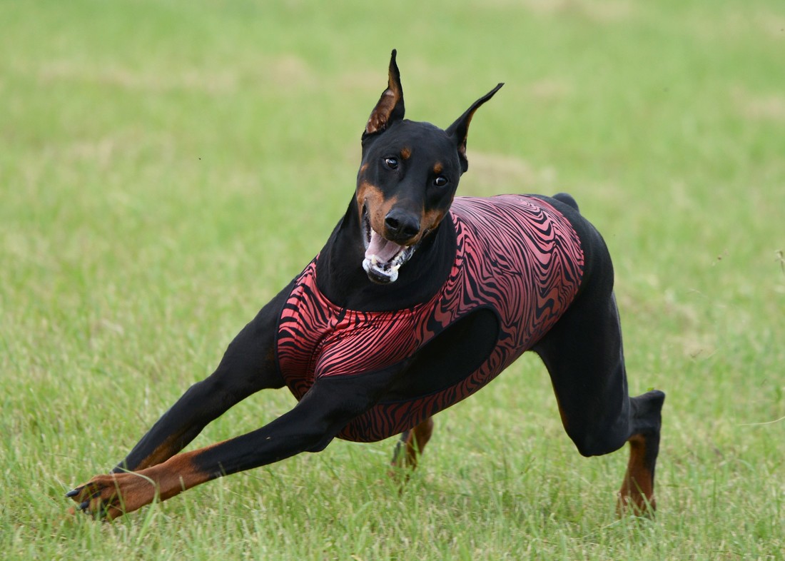 Lure Coursing – American Kennel Club
